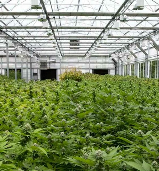 Flores de cáñamo de invernadero en Italia