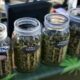 Venta de cannabis durante festivales en Calgary