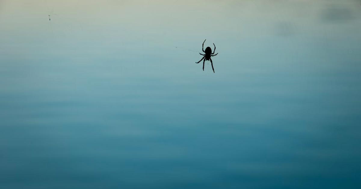 Tratamiento de las fobias con cannabis