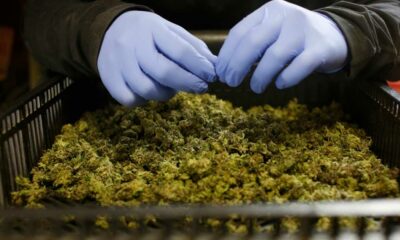 Importaciones de cannabis medicinal en Alemania y Australia