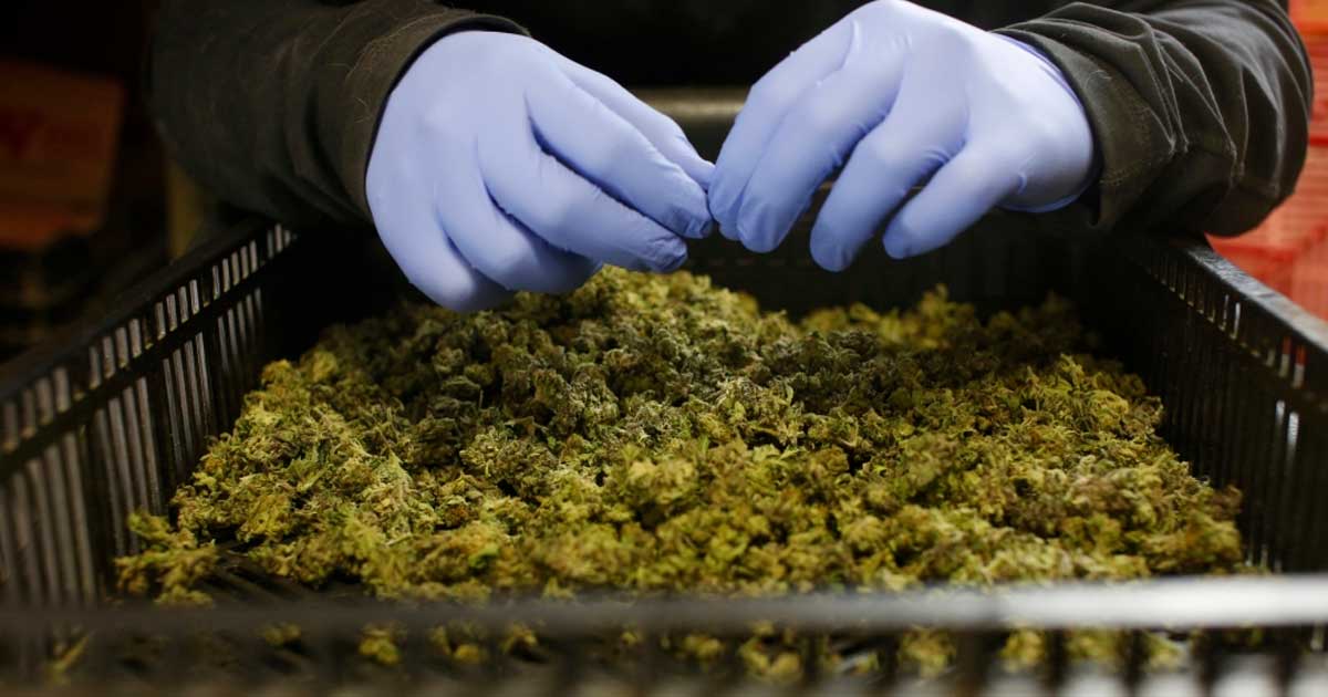 Importaciones de cannabis medicinal en Alemania y Australia