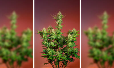 Studio 54 Stardust Auto de Sweet Seeds