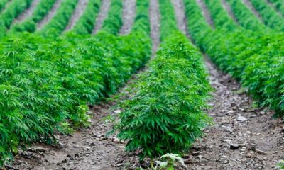 Cáñamo con un 1% de THC en Francia