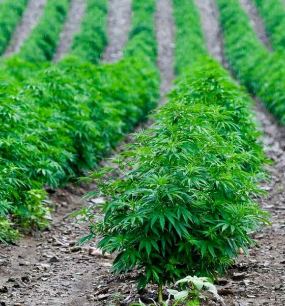 Cáñamo con un 1% de THC en Francia