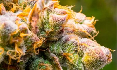 La ciencia de los terpenos del cannabis