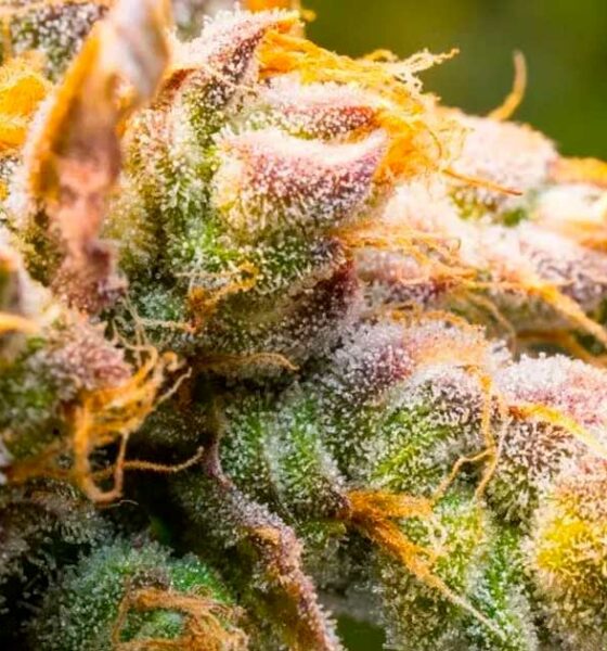 La ciencia de los terpenos del cannabis