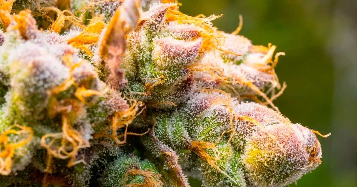 La ciencia de los terpenos del cannabis