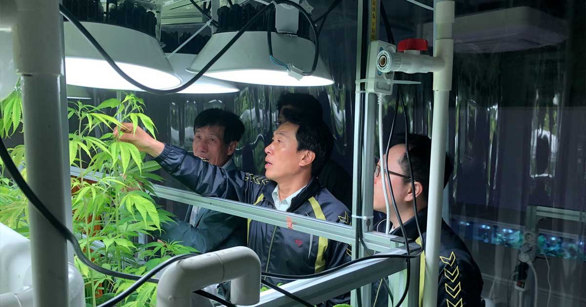 Corea del Sur estudia el cannabis