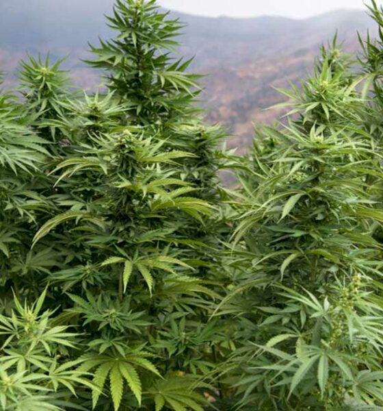 Cultivo ilegal de cannabis en Marruecos