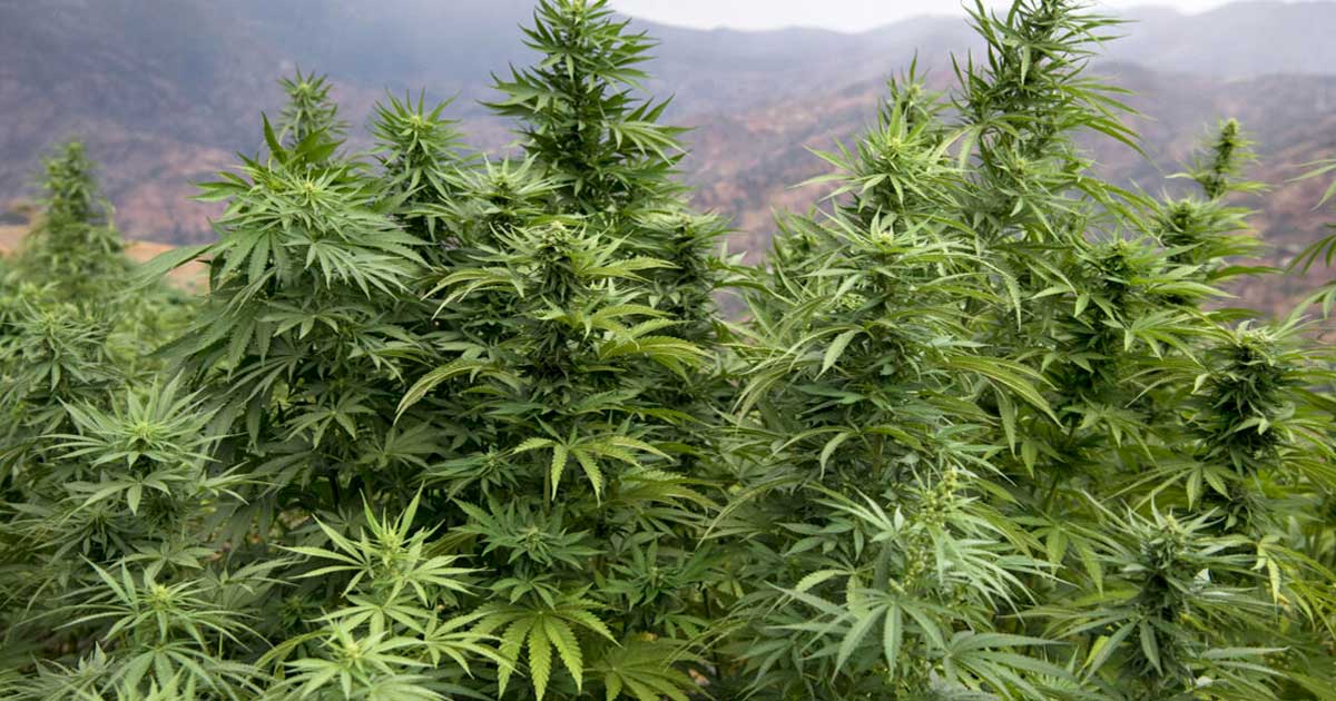 Cultivo ilegal de cannabis en Marruecos