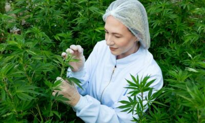 Cannabis medicinal en Brasil con Embrapa