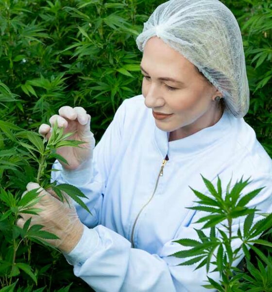 Cannabis medicinal en Brasil con Embrapa