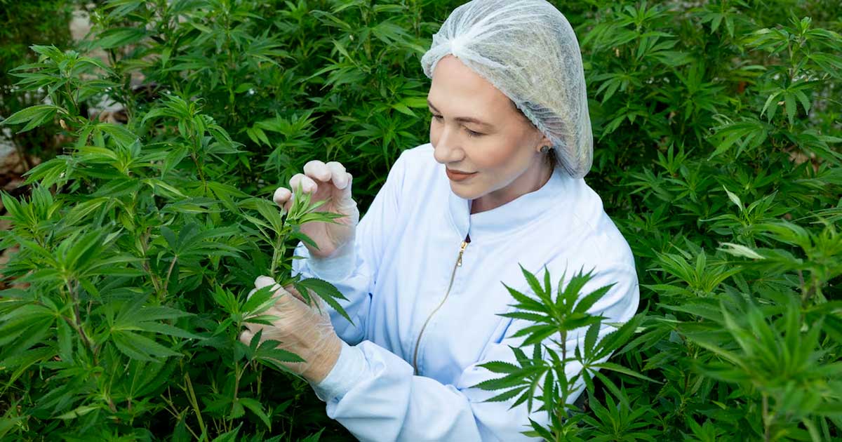 Cannabis medicinal en Brasil con Embrapa