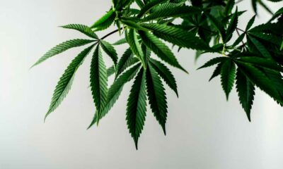 Flavoalcaloides del cannabis