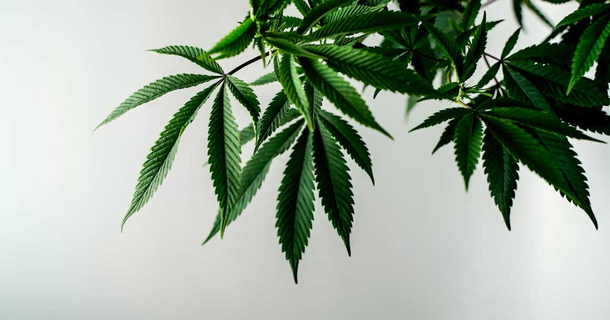 Flavoalcaloides del cannabis