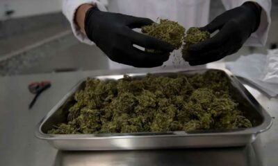 Cannabis medicinal en Panamá