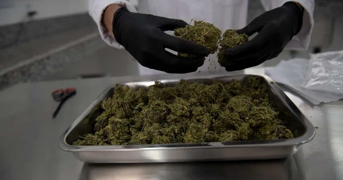 Cannabis medicinal en Panamá