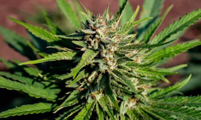 Prohibición de las flores de cáñamo en Italia ante el TJUE