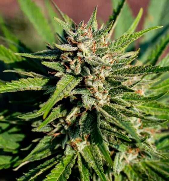 Prohibición de las flores de cáñamo en Italia ante el TJUE