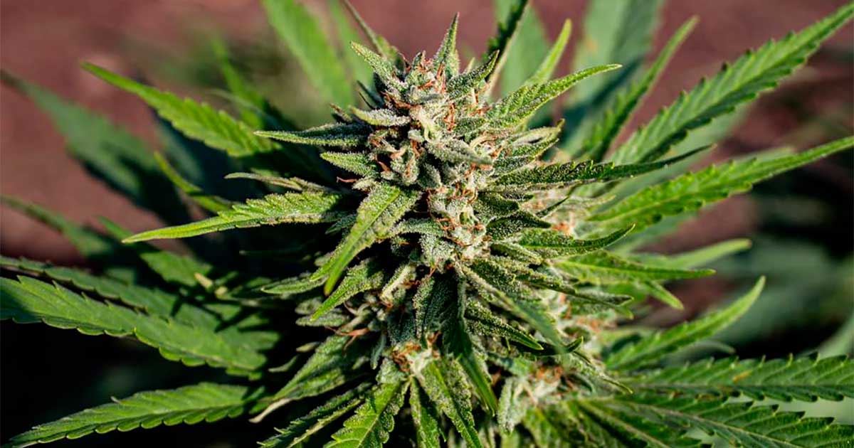 Prohibición de las flores de cáñamo en Italia ante el TJUE