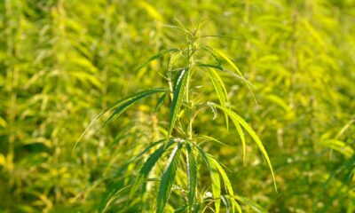Variedades de cáñamo en Australia
