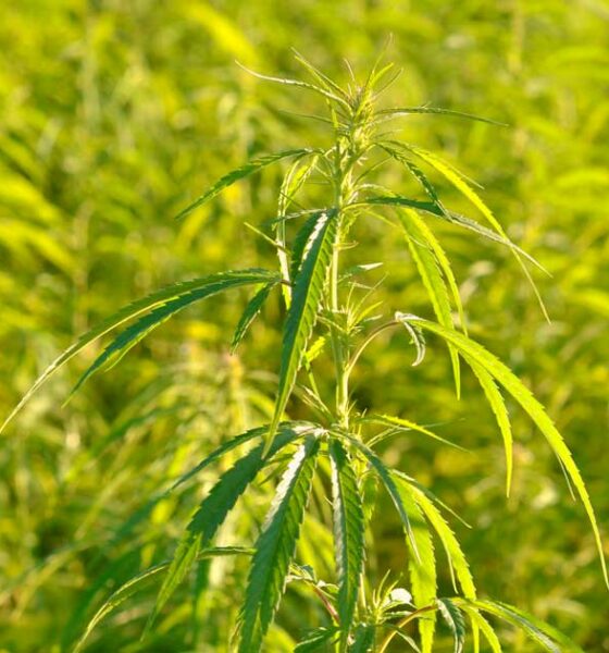 Variedades de cáñamo en Australia