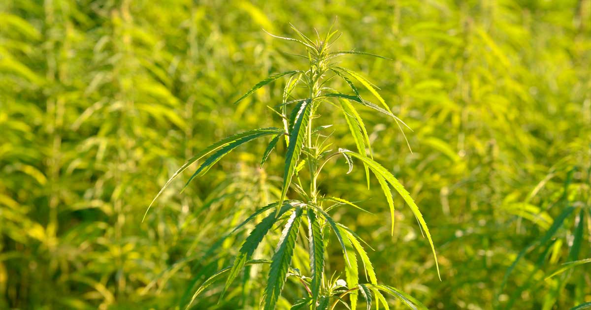 Variedades de cáñamo en Australia