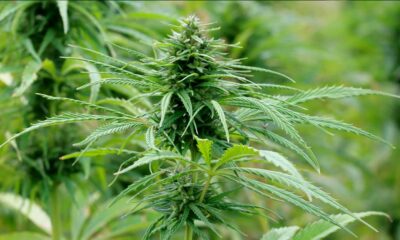 El cáñamo en Nueva Zelanda