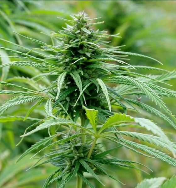 El cáñamo en Nueva Zelanda