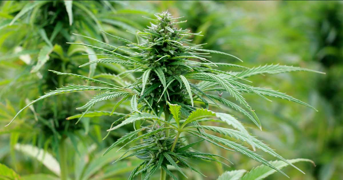 El cáñamo en Nueva Zelanda