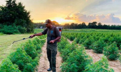 Cáñamo en Sudáfrica con un 2% de THC