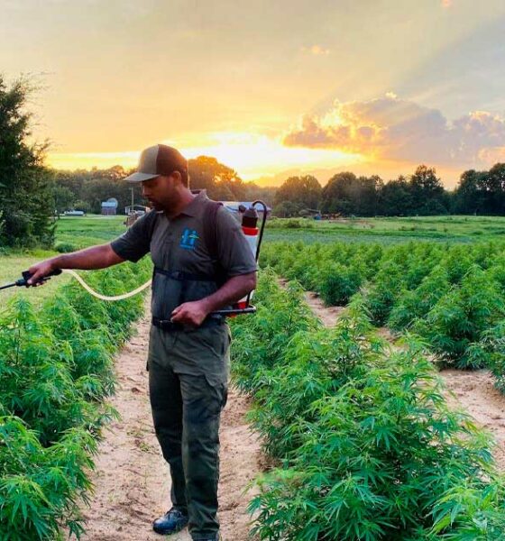 Cáñamo en Sudáfrica con un 2% de THC