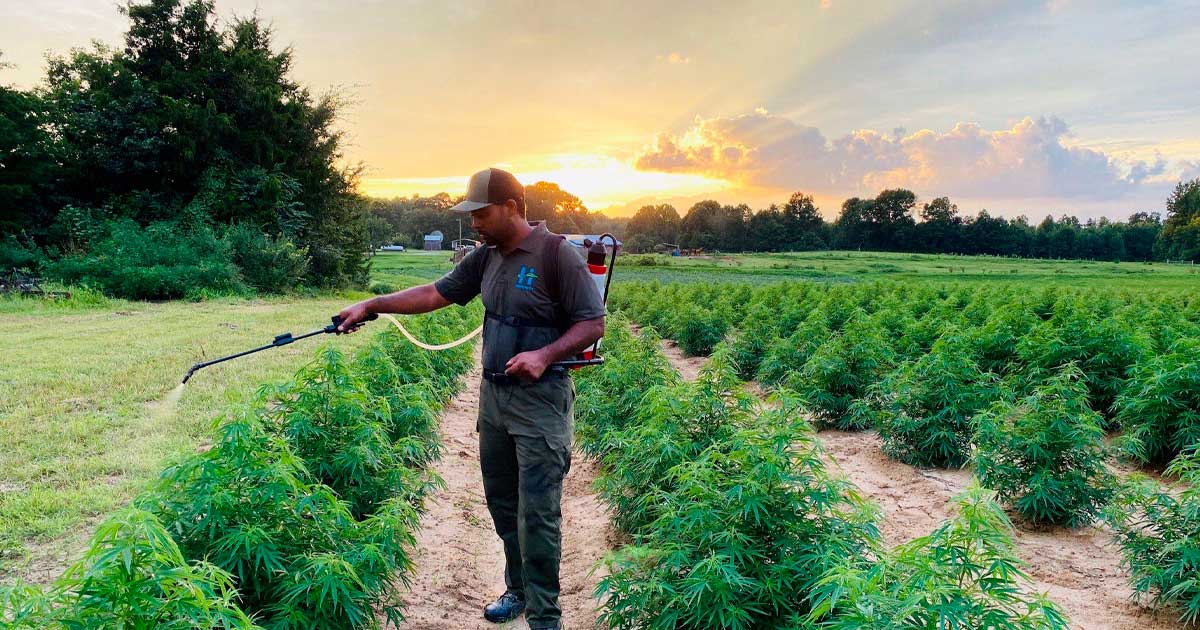 Cáñamo en Sudáfrica con un 2% de THC