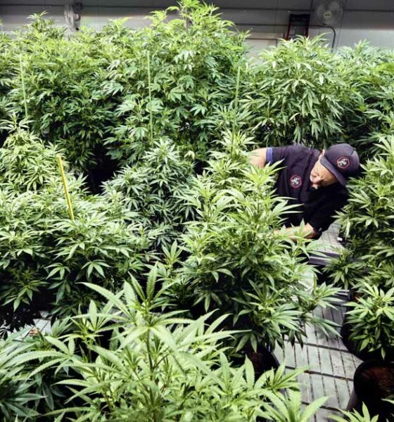 Impugnación de la legalización del cannabis en Maine