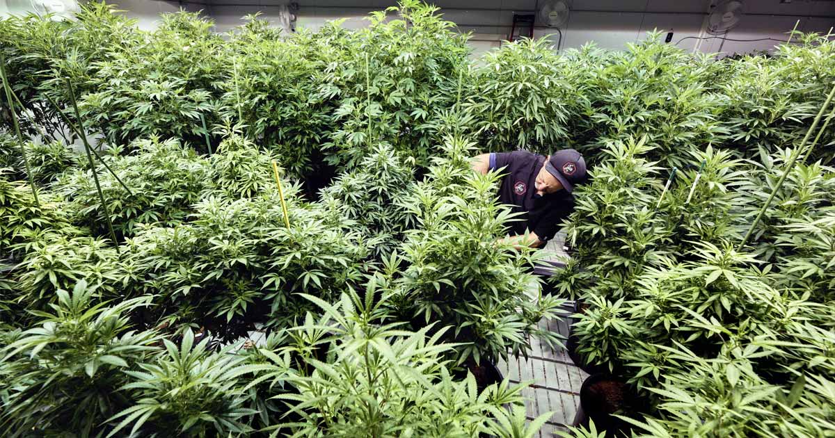 Impugnación de la legalización del cannabis en Maine