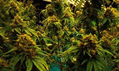 Cannabis legal en un club bávaro