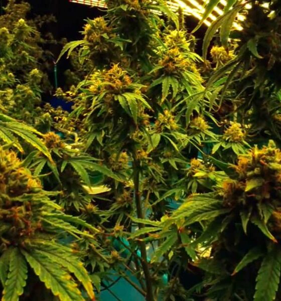 Cannabis legal en un club bávaro