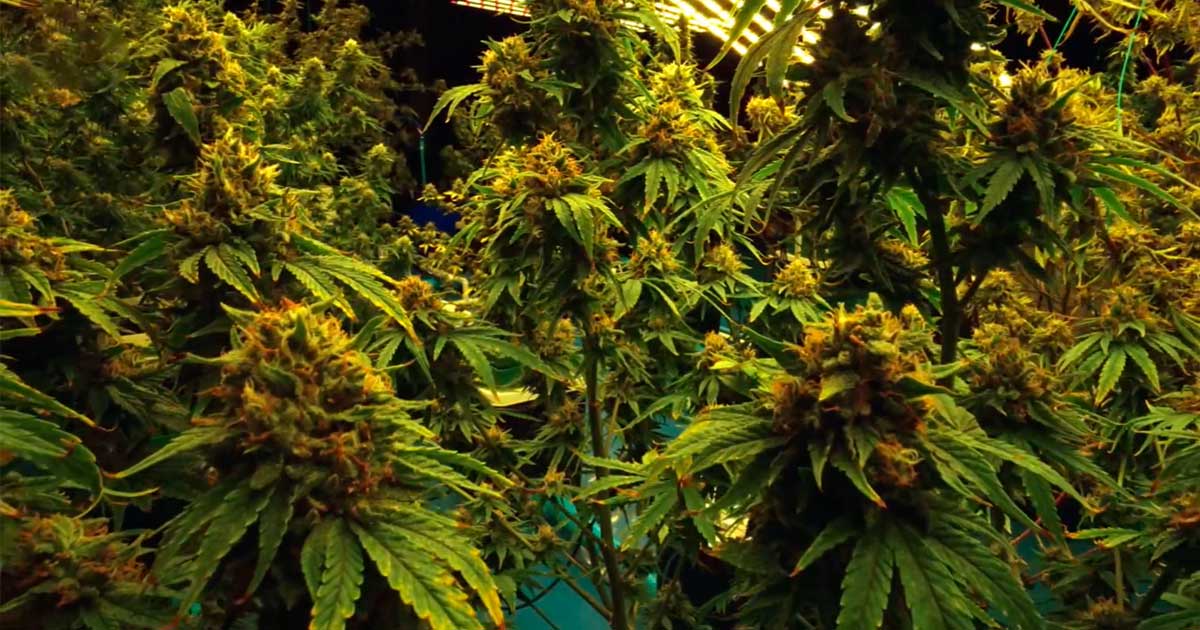 Cannabis legal en un club bávaro