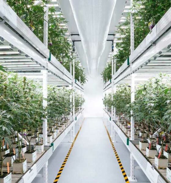 Cronos adquiere Canadelaar