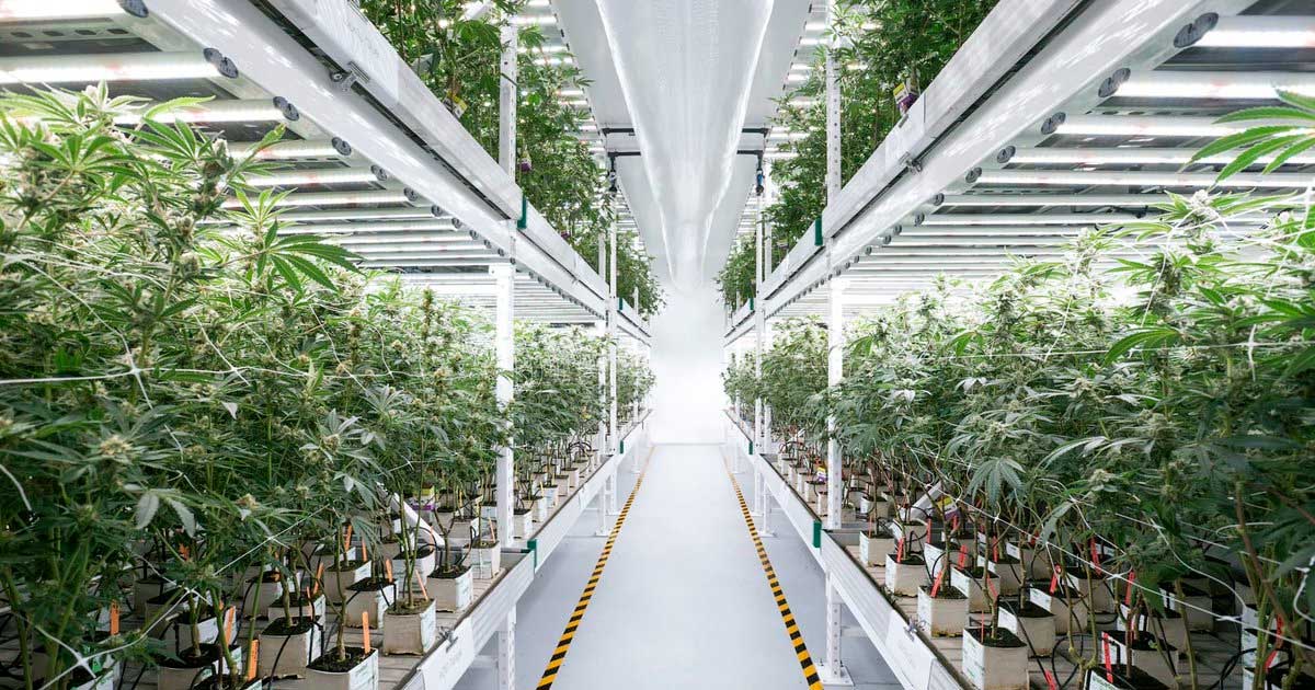 Cronos adquiere Canadelaar