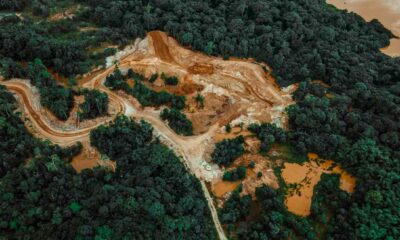 Prohibición y deforestación