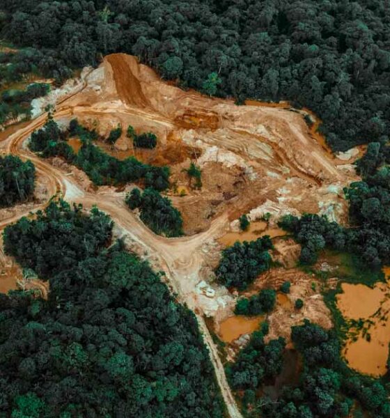 Prohibición y deforestación