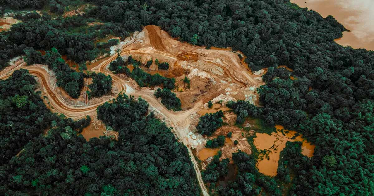 Prohibición y deforestación