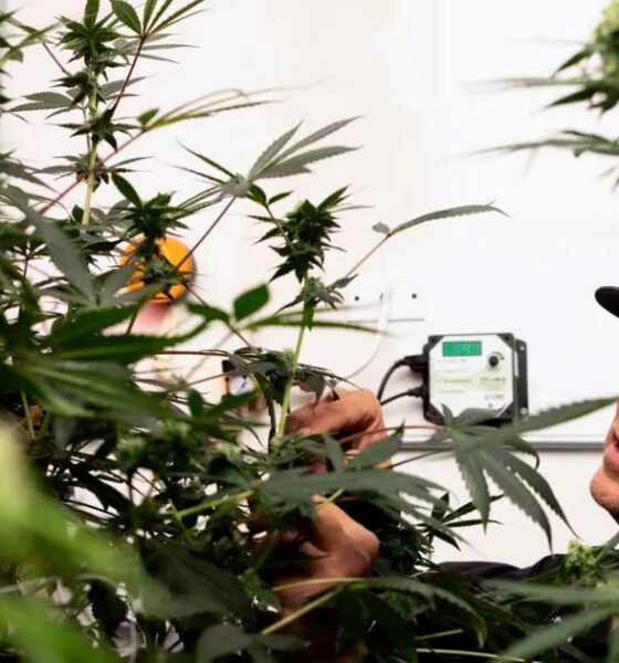 Acceso al cannabis medicinal en Texas