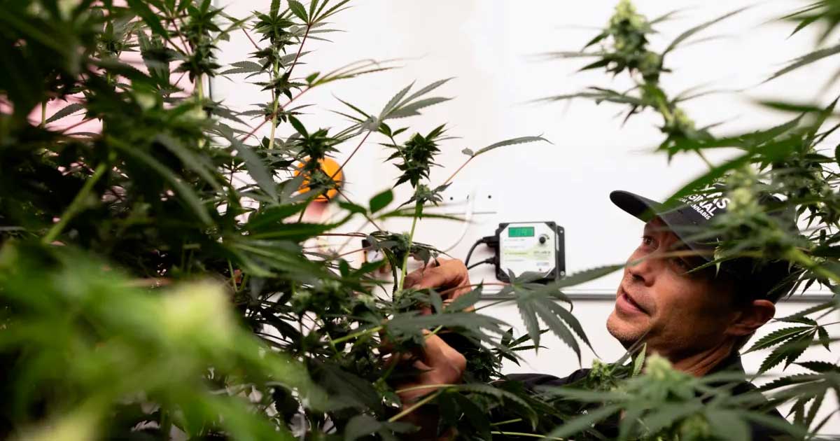 Acceso al cannabis medicinal en Texas