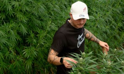 Amor por el cáñamo