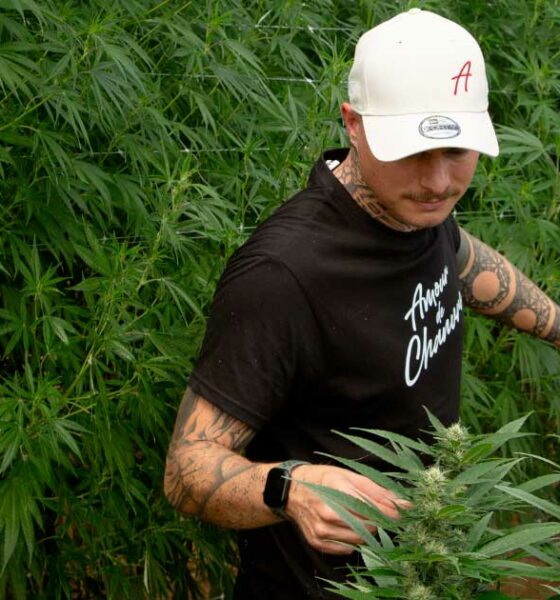 Amor por el cáñamo