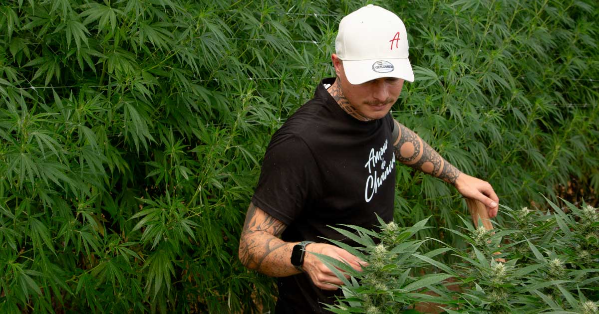 Amor por el cáñamo