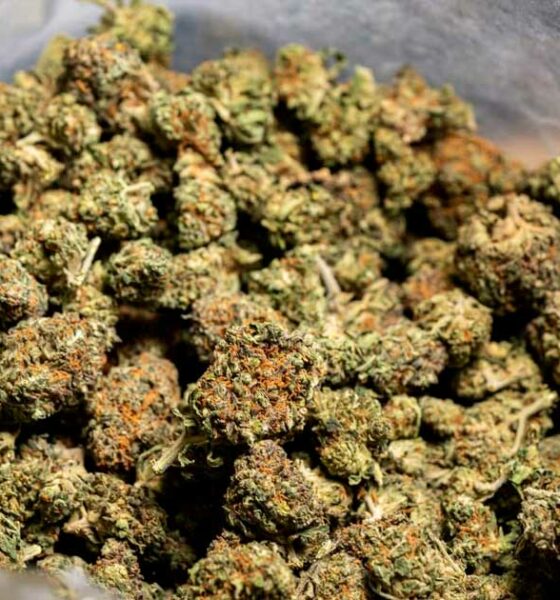 Cáñamo y CBD en Italia