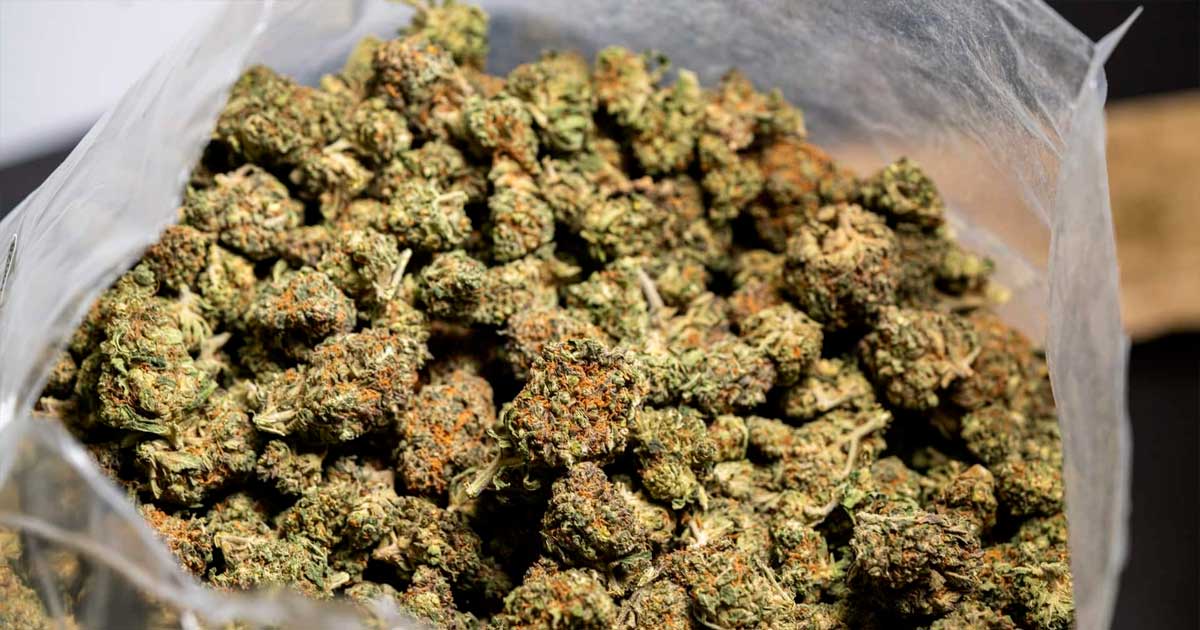 Cáñamo y CBD en Italia